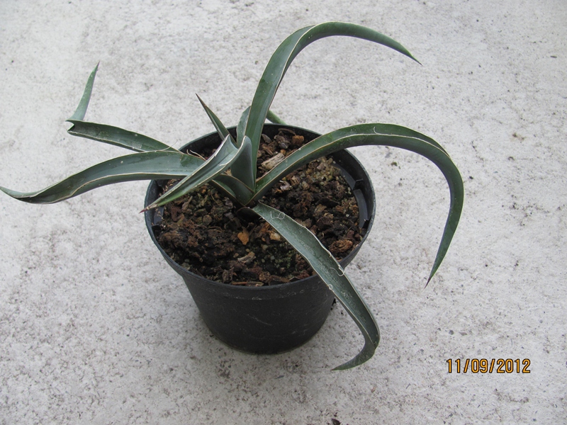 Yucca baccata 15/20cm dm - BIO